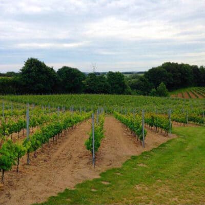 Dansk vingård MODAVI vinsmagning