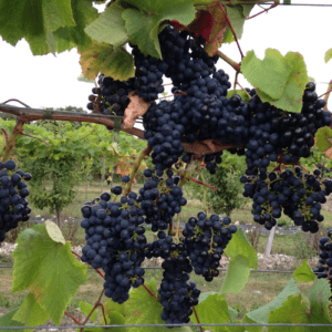 Vingårdsbesøg med vinsmagning i Karrebæksminde