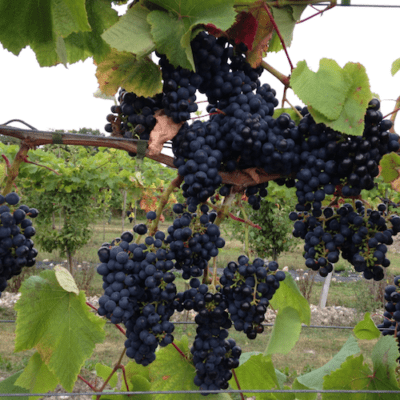 Vingårdsbesøg med vinsmagning i Karrebæksminde